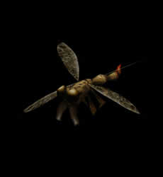 Fly