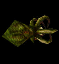Squid